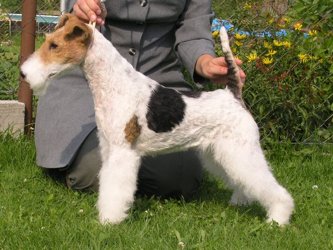 Wire Fox Terrier