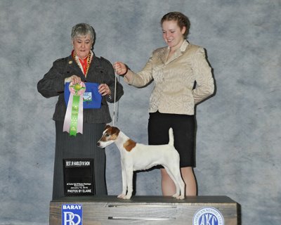 Best Junior Handler in Show