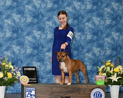 Best Junior Handler in Show