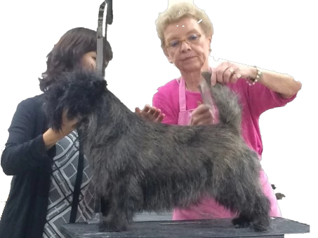 grooming a Cairn Terrier